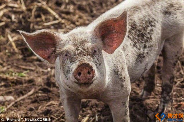 「收藏」2019篮球世界杯完整直播赛程表_熊猫体育公司(图1) 熊猫体育首页