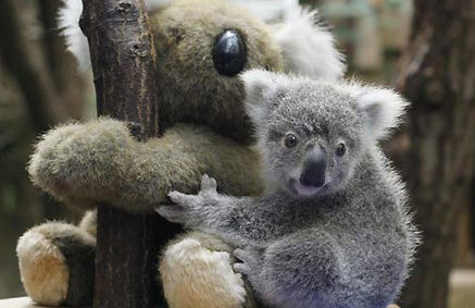 中国队男篮世界杯惨败尼日利亚,无缘东京奥运会谁之过:熊猫体育首页(图1) 熊猫体育首页