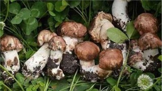 熊猫体育公司|
RM成员现状:池石镇下车、刘在石新综、宋智孝解约 狗哥发福(图1) 熊猫体育