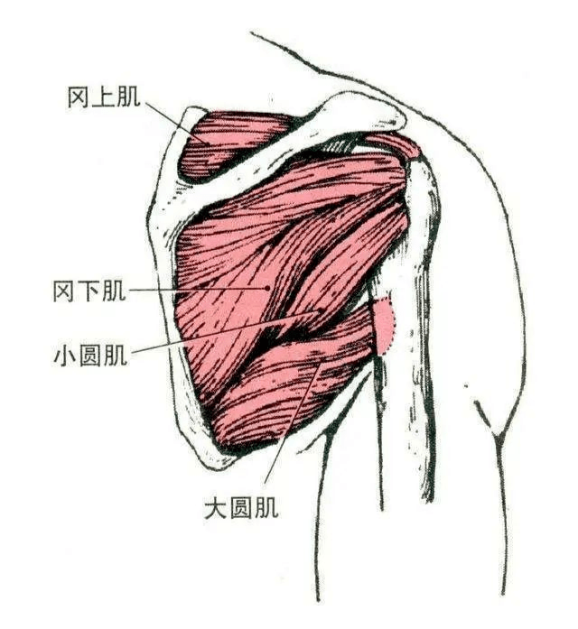 【熊猫体育首页】
照抄别人的训练计划可行吗？别人有用的行动纷歧定适合你哦~(图8)