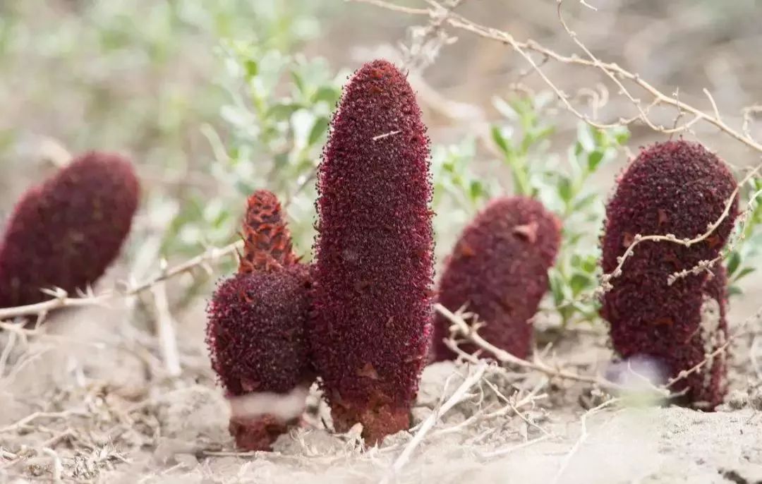 中超第14轮净角逐时间:申花VS建业过68 中原VS黄海39分钟垫底|熊猫体育(图3) 熊猫体育