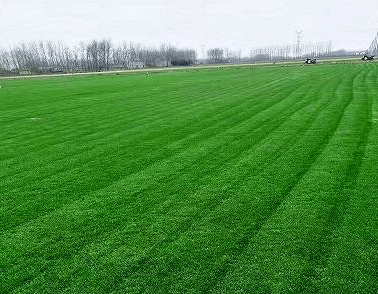 【熊猫体育】
高尔夫球场常用的草坪(图5)